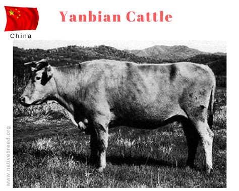 are cows native to china